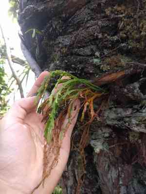 Flatfork fern(Psilotum complanatum)