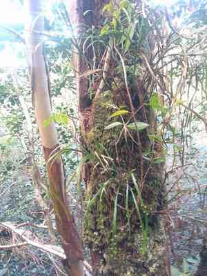 Flatfork fern(Psilotum complanatum)