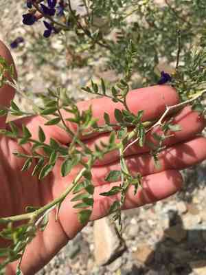 Mojave indigo-bush(Psorothamnus arborescens)