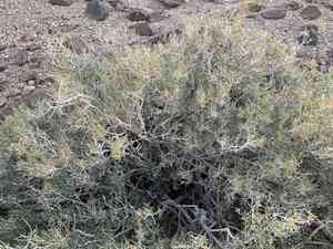 Mojave indigo-bush(Psorothamnus arborescens)