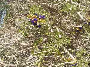 Mojave indigo-bush(Psorothamnus arborescens)