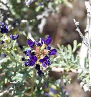Mojave indigo-bush(Psorothamnus arborescens)