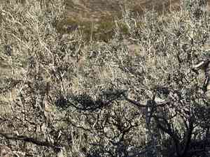 Fremont's dalea(Psorothamnus fremontii)