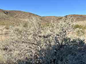 Fremont's dalea(Psorothamnus fremontii)