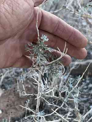 Fremont's dalea(Psorothamnus fremontii)