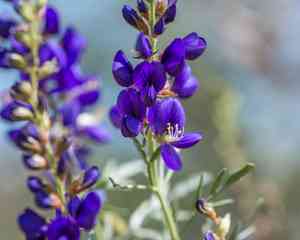 Fremont's dalea(Psorothamnus fremontii)
