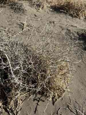 Nevada dalea(Psorothamnus polydenius)