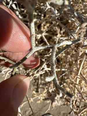 Nevada dalea(Psorothamnus polydenius)