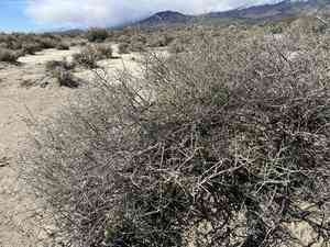 Nevada dalea(Psorothamnus polydenius)