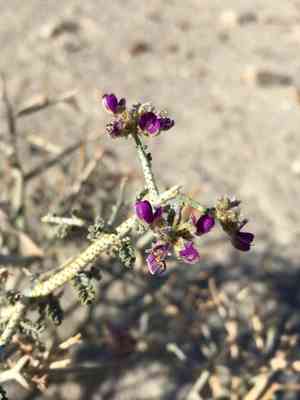 Nevada dalea(Psorothamnus polydenius)