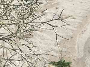 Smoketree(Psorothamnus spinosus)