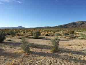 Smoketree(Psorothamnus spinosus)