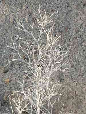 Smoketree(Psorothamnus spinosus)