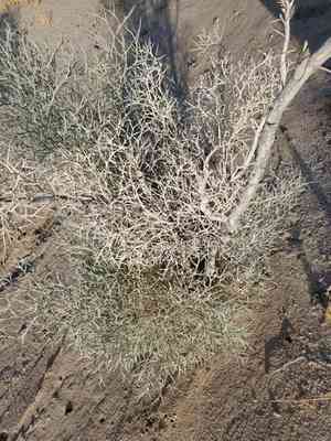 Smoketree(Psorothamnus spinosus)