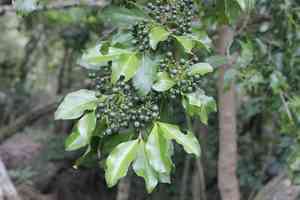 Alahe'e(Psydrax odorata)