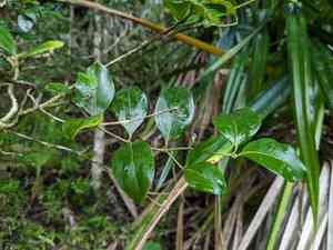 Alahe'e(Psydrax odorata)