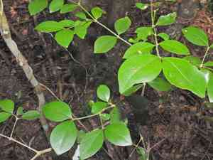 Alahe'e(Psydrax odorata)