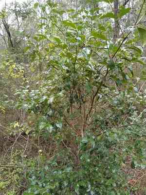 Alahe'e(Psydrax odorata)