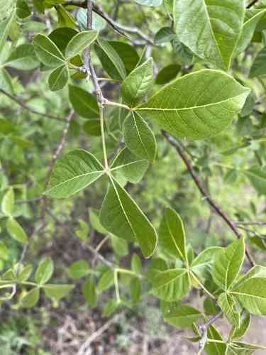 Common Hoptree(Ptelea trifoliata)