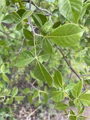 Common Hoptree(Ptelea trifoliata)