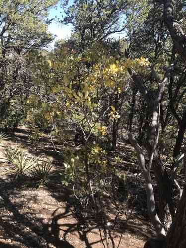 Common Hoptree(Ptelea trifoliata)