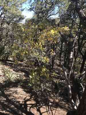Common Hoptree(Ptelea trifoliata)