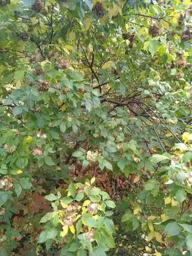 Common Hoptree(Ptelea trifoliata)