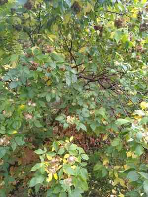 Common Hoptree(Ptelea trifoliata)