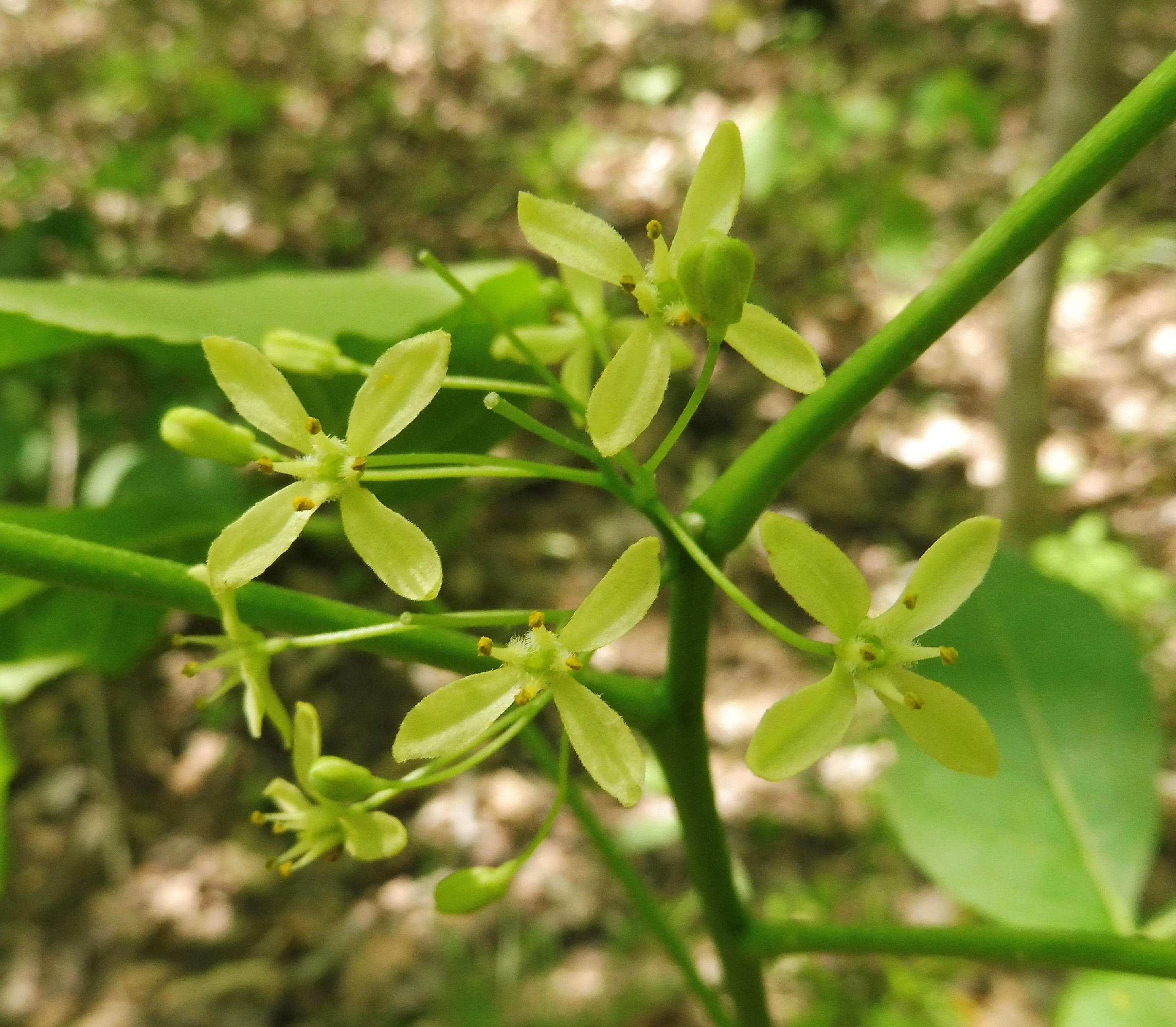Common Hoptree