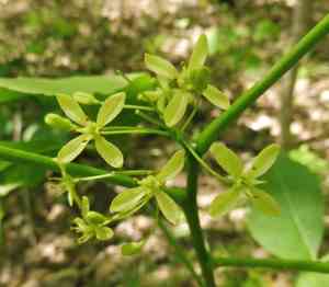 Common Hoptree(Ptelea trifoliata)