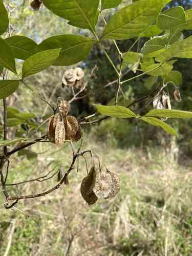 Common Hoptree(Ptelea trifoliata)