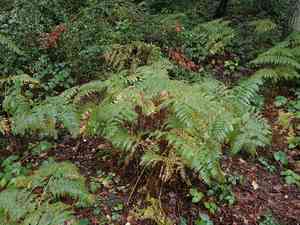 Western brackenfern(Pteridium aquilinum)