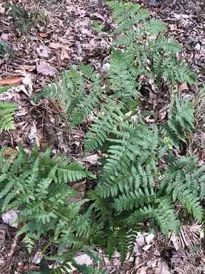 Western brackenfern(Pteridium aquilinum)