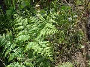 Southern brackenfern(Pteridium caudatum)