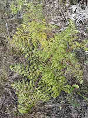 Southern brackenfern(Pteridium caudatum)