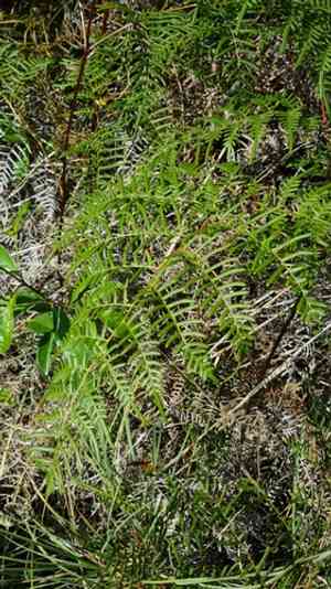 Southern brackenfern(Pteridium caudatum)