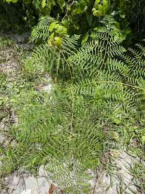 Southern brackenfern(Pteridium caudatum)