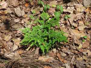 Slender brake(Pteris ensiformis)