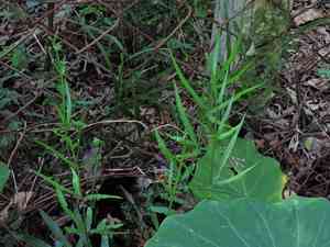 Slender brake(Pteris ensiformis)