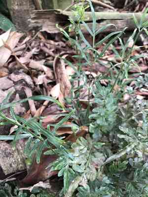 Slender brake(Pteris ensiformis)