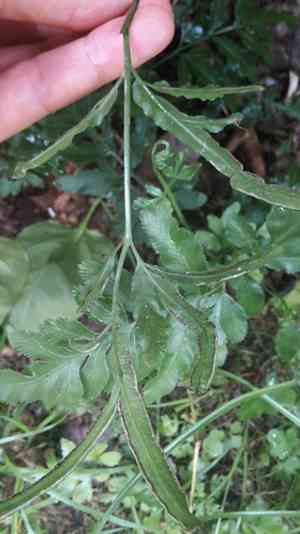 Slender brake(Pteris ensiformis)