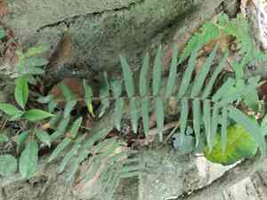 Chinese ladder brake fern(Pteris vittata)