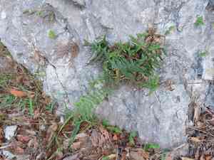 Chinese ladder brake fern(Pteris vittata)