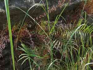 Chinese ladder brake fern(Pteris vittata)
