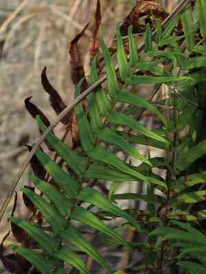 Chinese ladder brake fern(Pteris vittata)