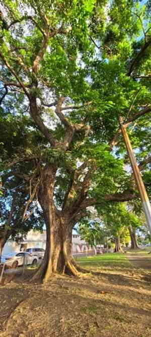 Burmese rosewood(Pterocarpus indicus)