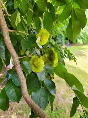 Burmese rosewood(Pterocarpus indicus)