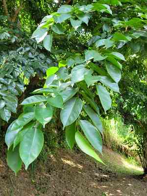 Burmese rosewood(Pterocarpus indicus)