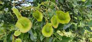 Burmese rosewood(Pterocarpus indicus)