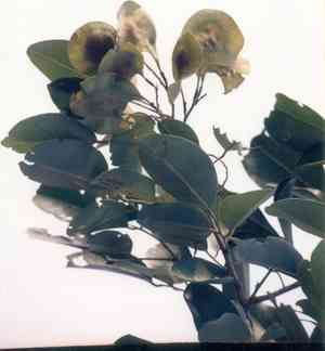 Red sandalwood(Pterocarpus santalinus)